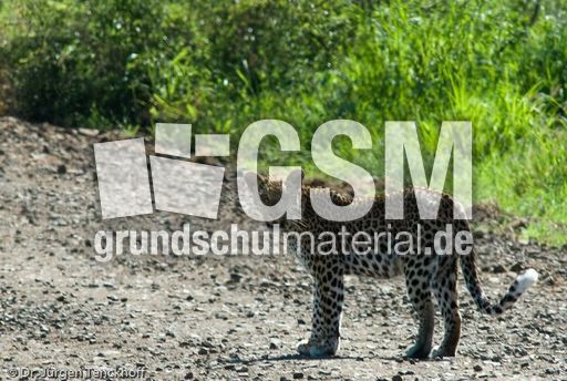 leopard (60 von 60).jpg